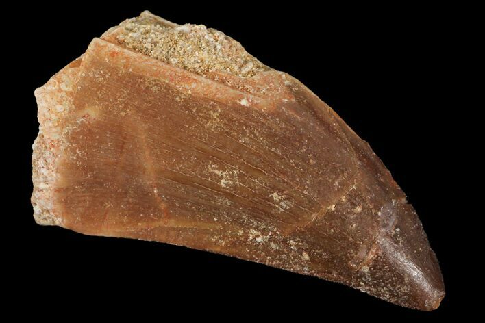 Mosasaur (Prognathodon) Tooth - Morocco #101046